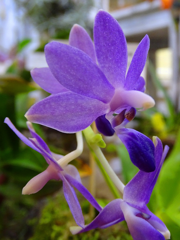 Orchidea 58