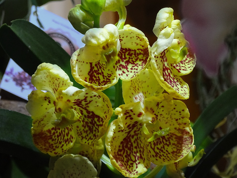 Orchidea 63