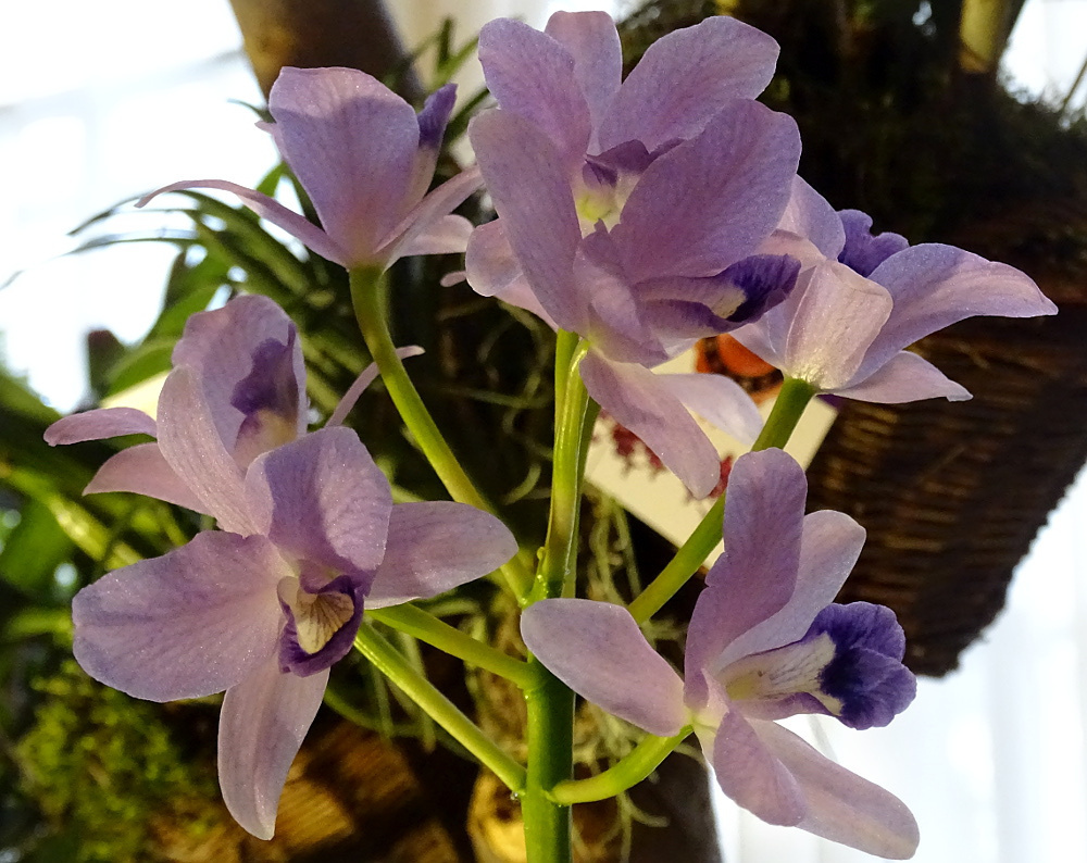 Orchidea 72