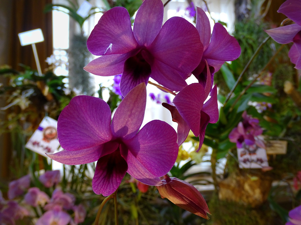 Orchidea 74