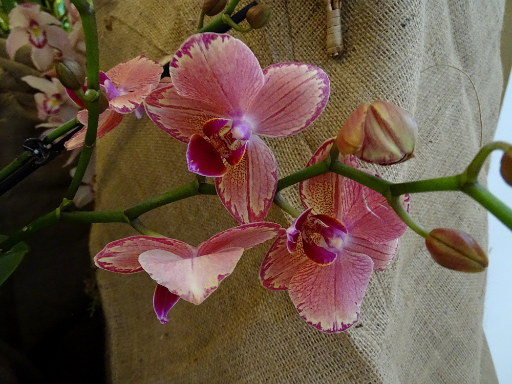 Orchidea 81