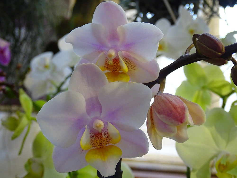 Orchidea 90