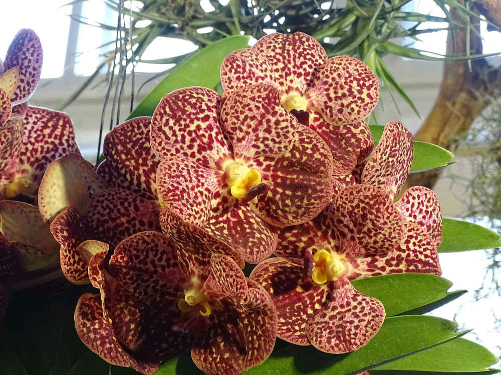 Orchidea 94