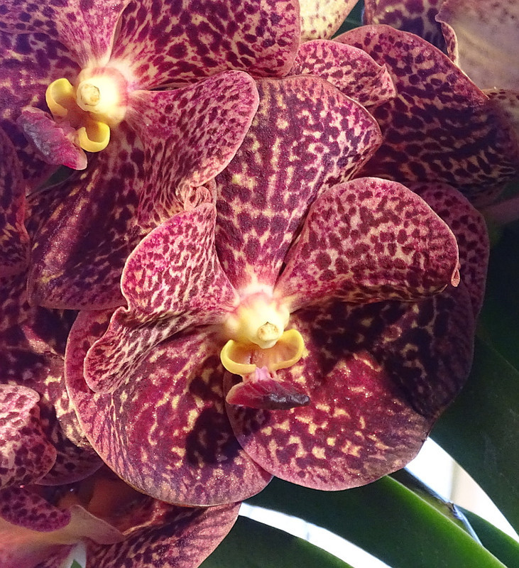Orchidea 95
