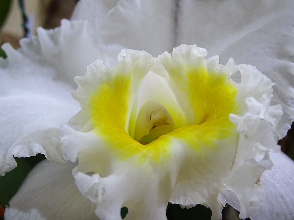 Orchidea 107