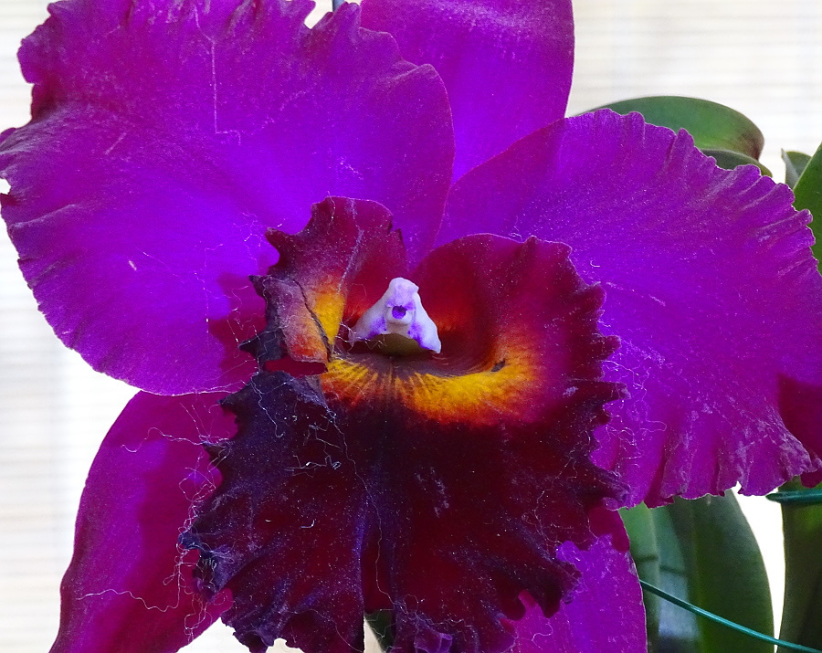 Orchidea 109