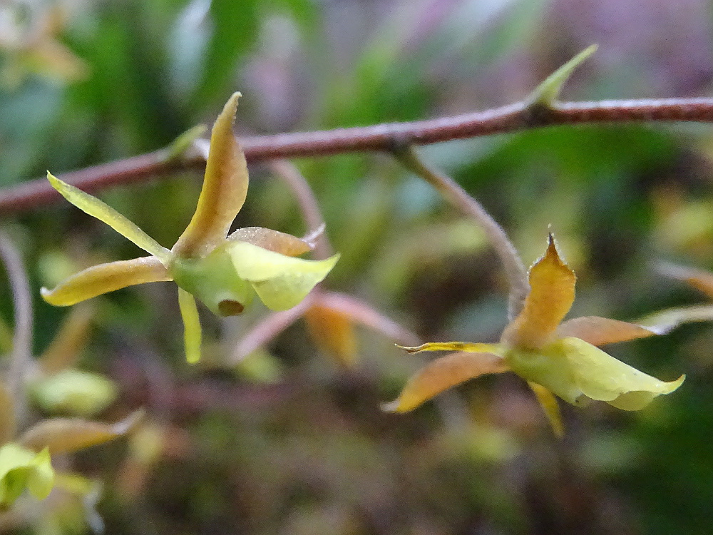 Orchidea 112