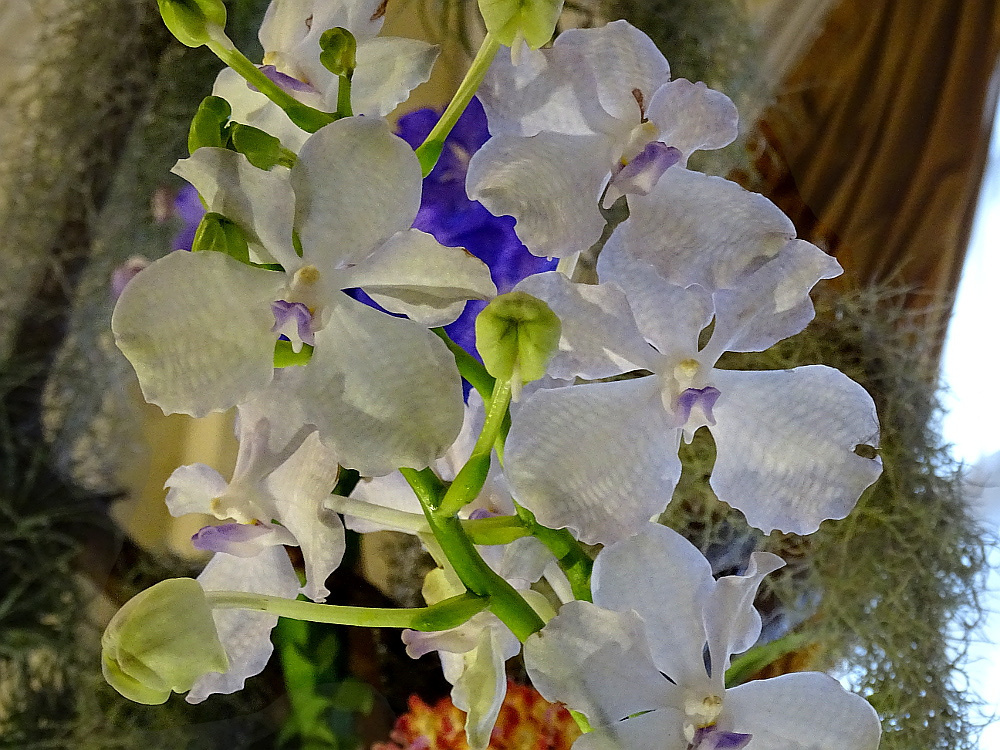Orchidea 122