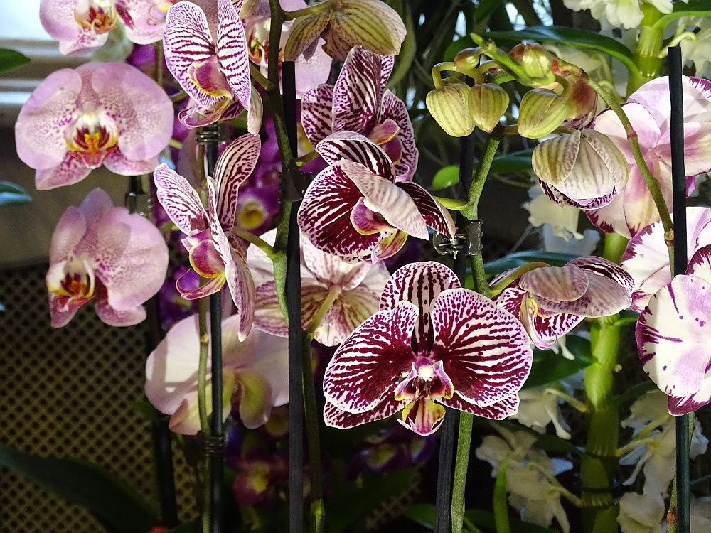 Orchidea 126