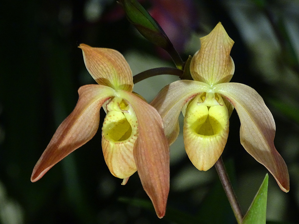 Orchidea 127