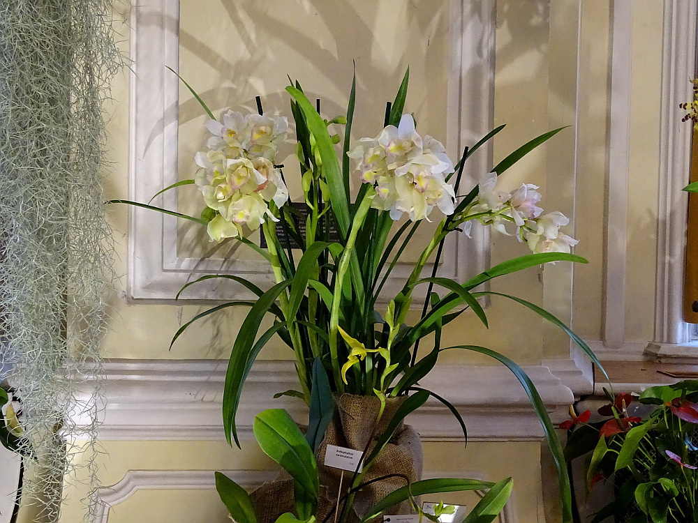Orchidea 137
