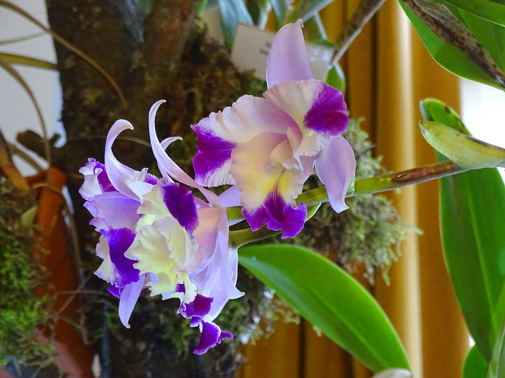 Orchidea 139
