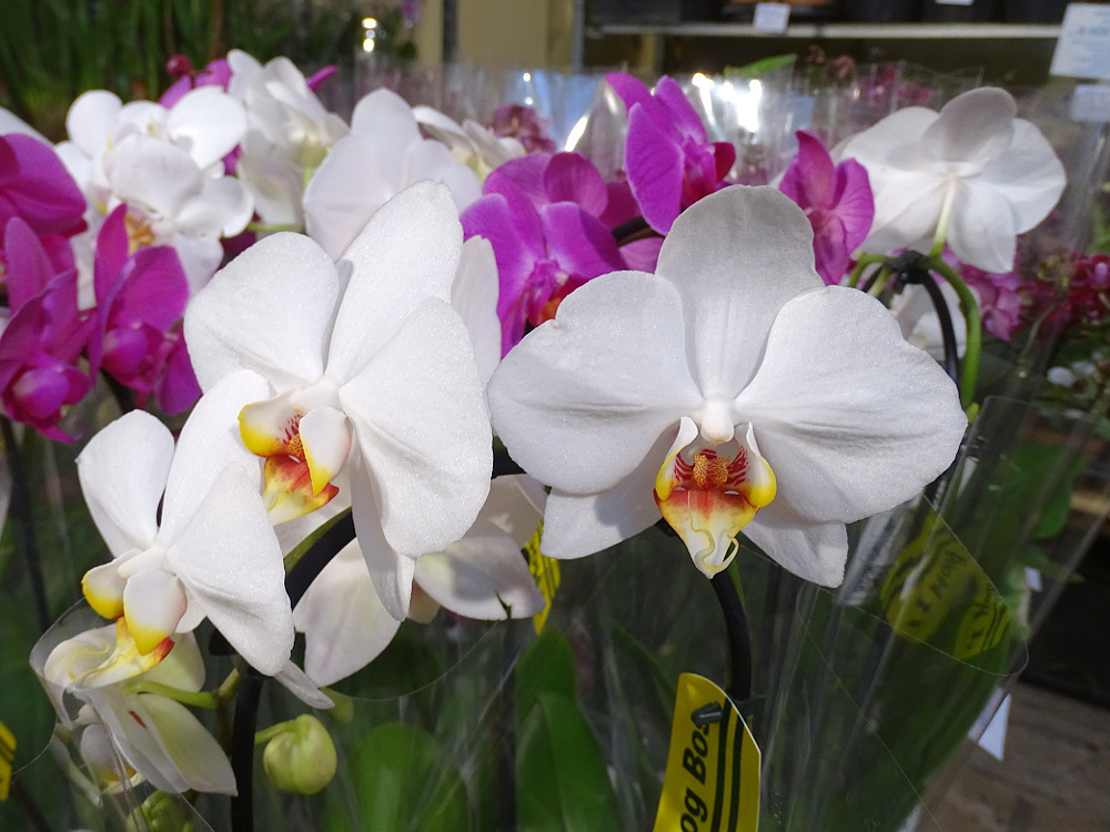Orchidea 158