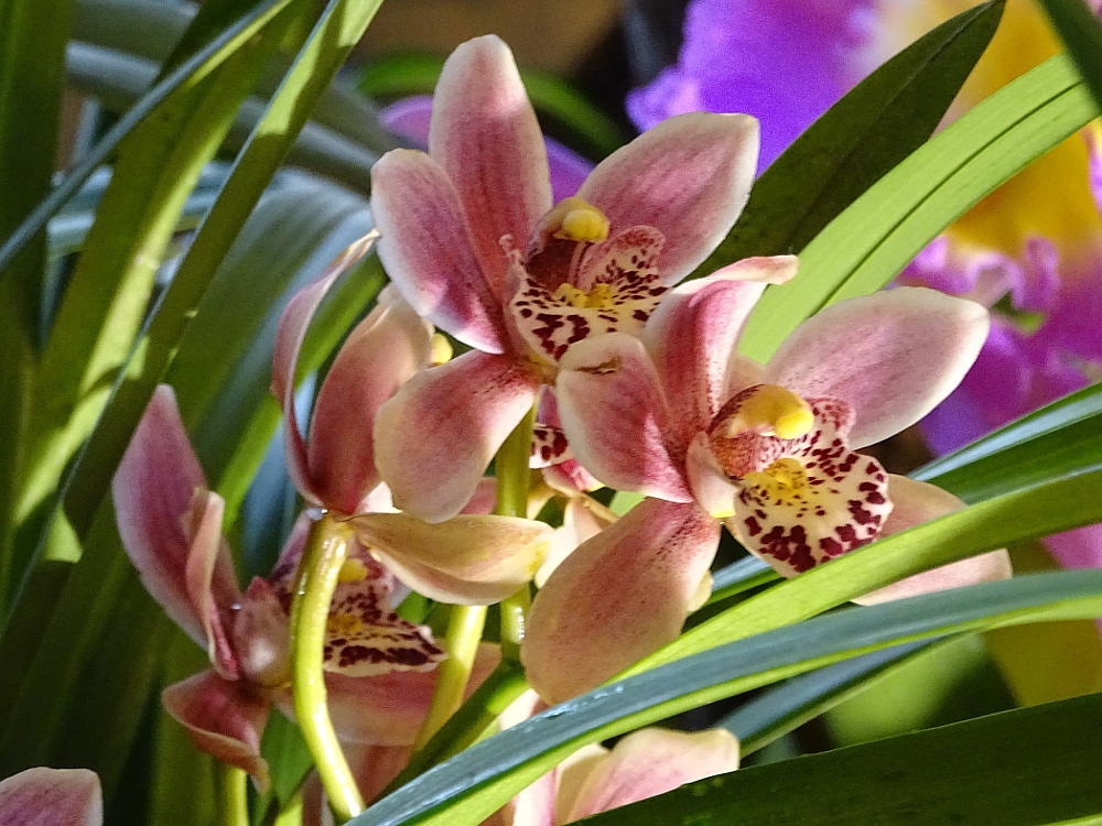 Orchidea 155