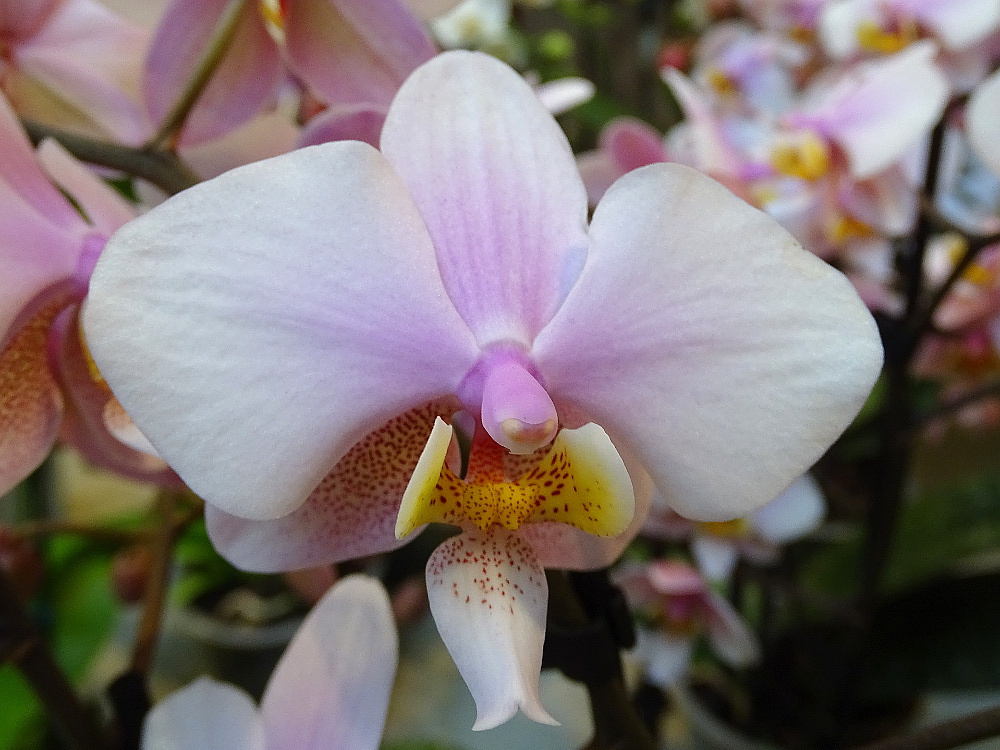 Orchidea 159