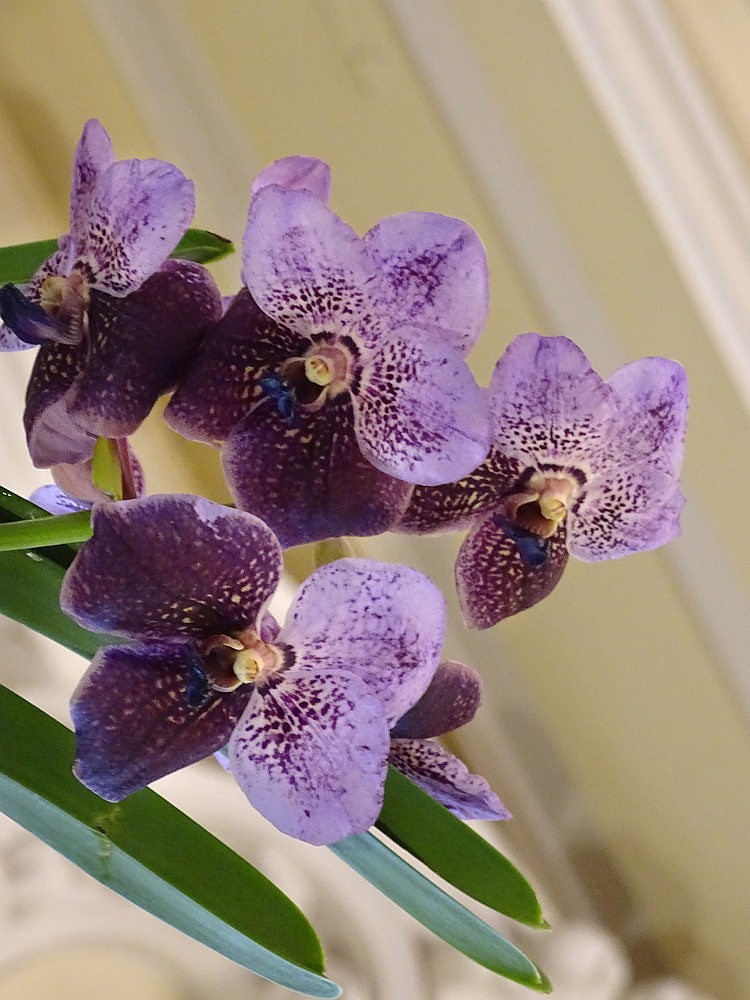 Orchidea 153