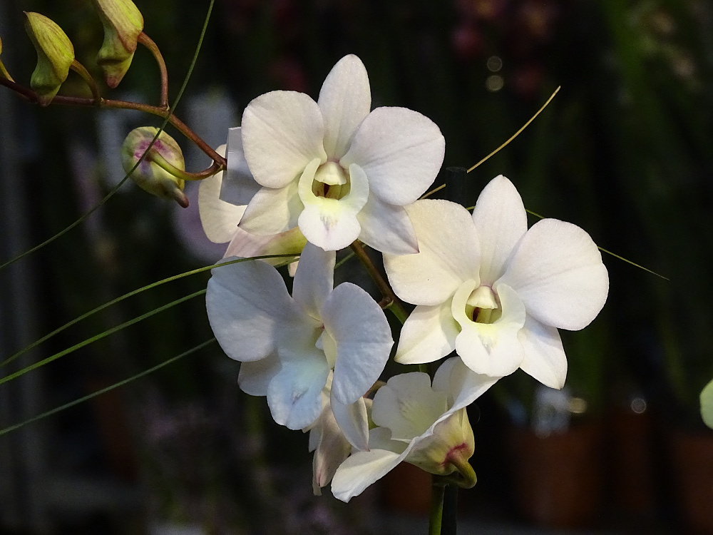 Orchidea 163