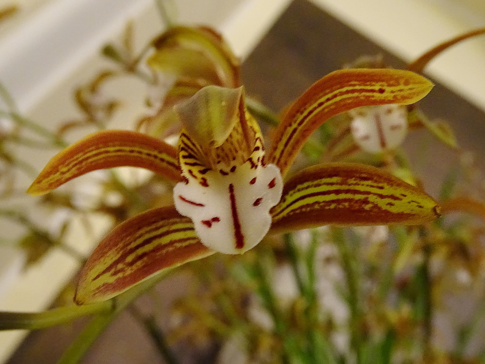 Orchidea 149