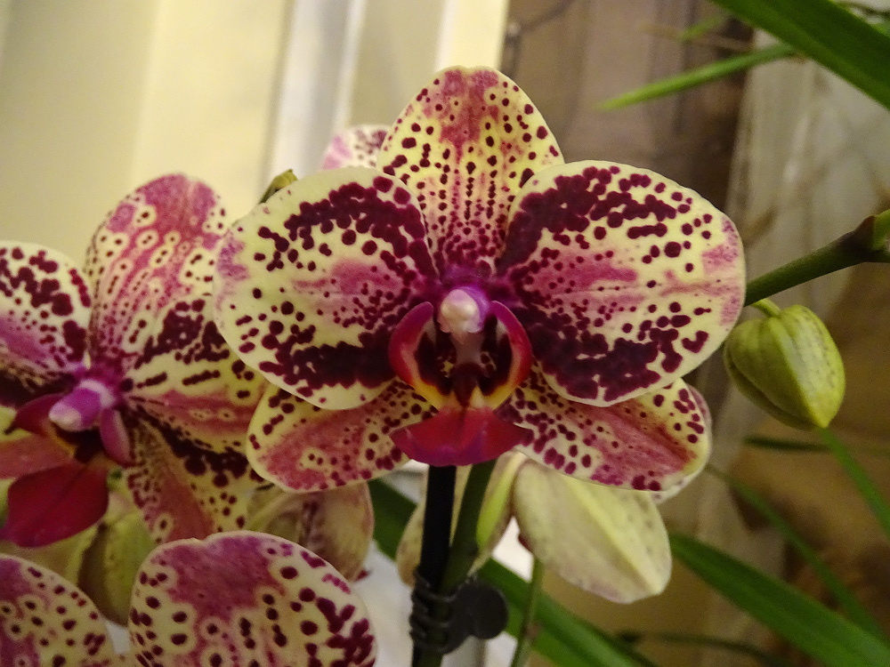 Orchidea 148