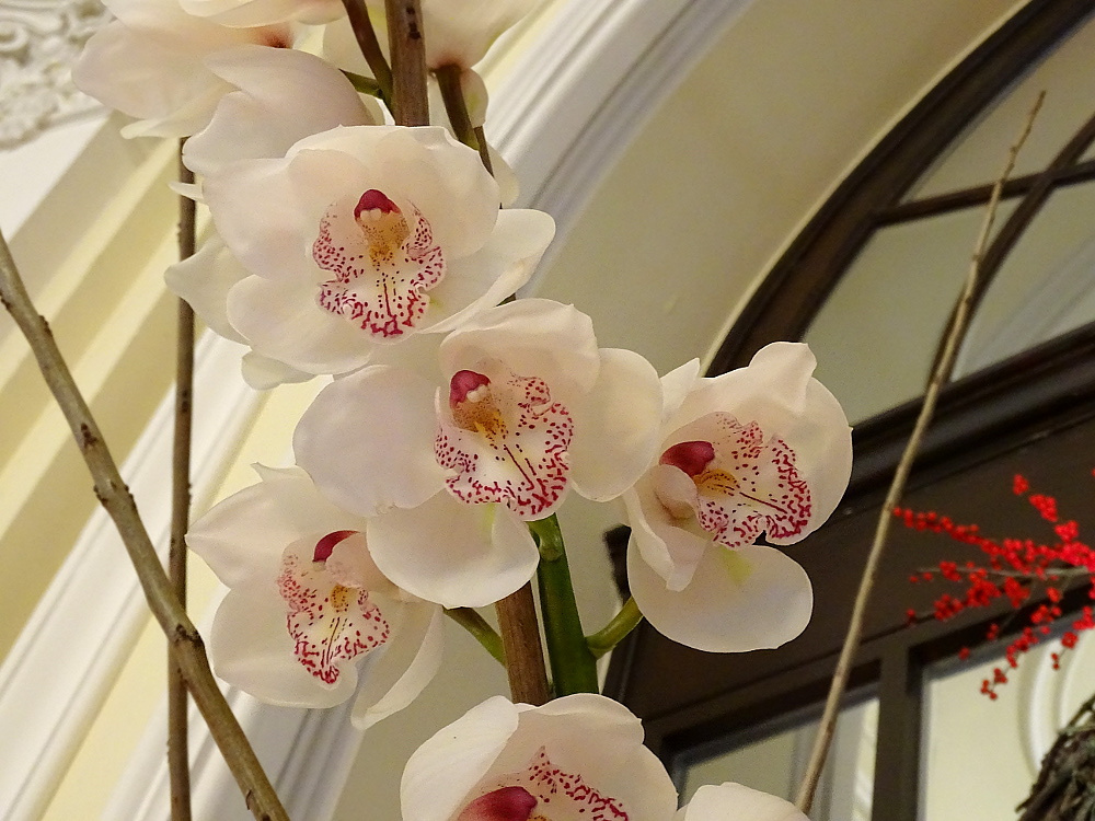 Orchidea 147
