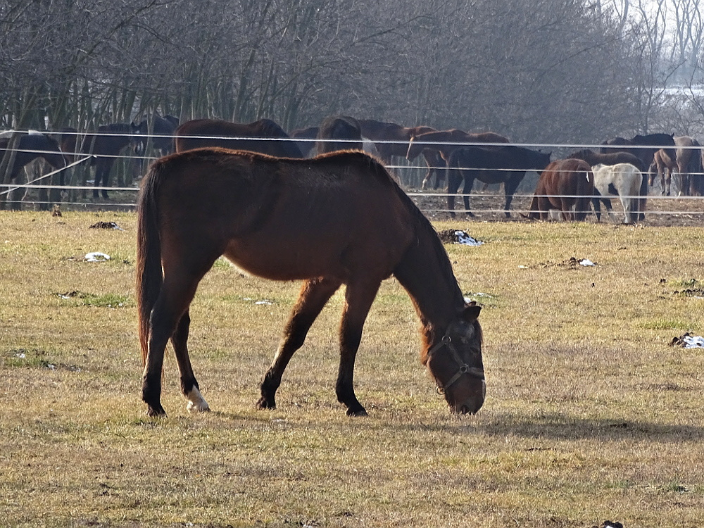 Gödöllő 19