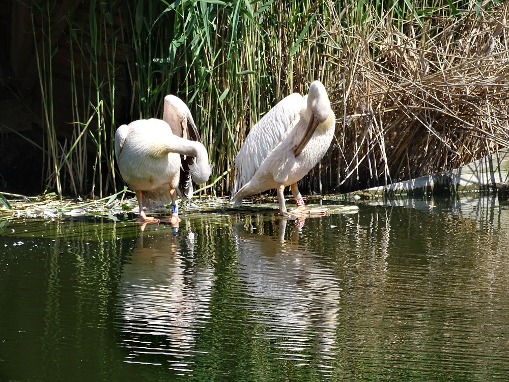 Tiszató-pelikán1