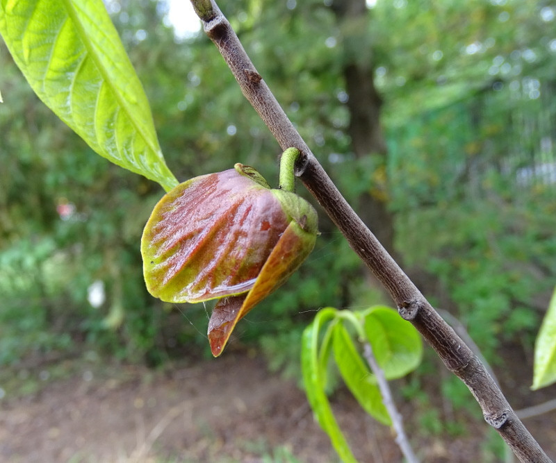 paw-paw virág