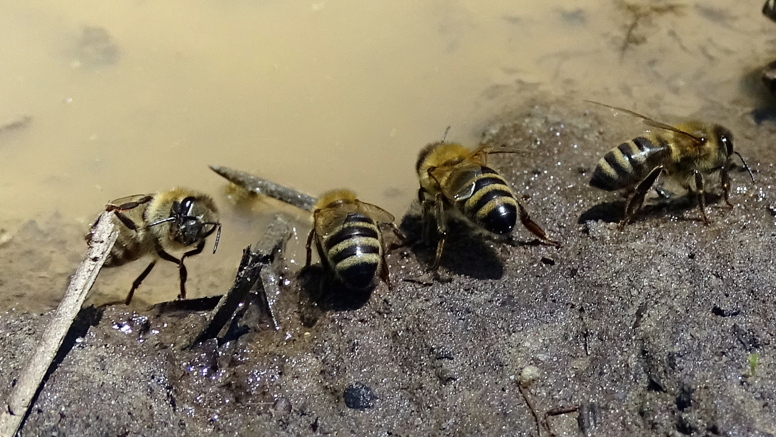 szomjas méhecskék