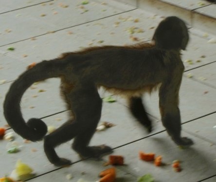 nyír-majom