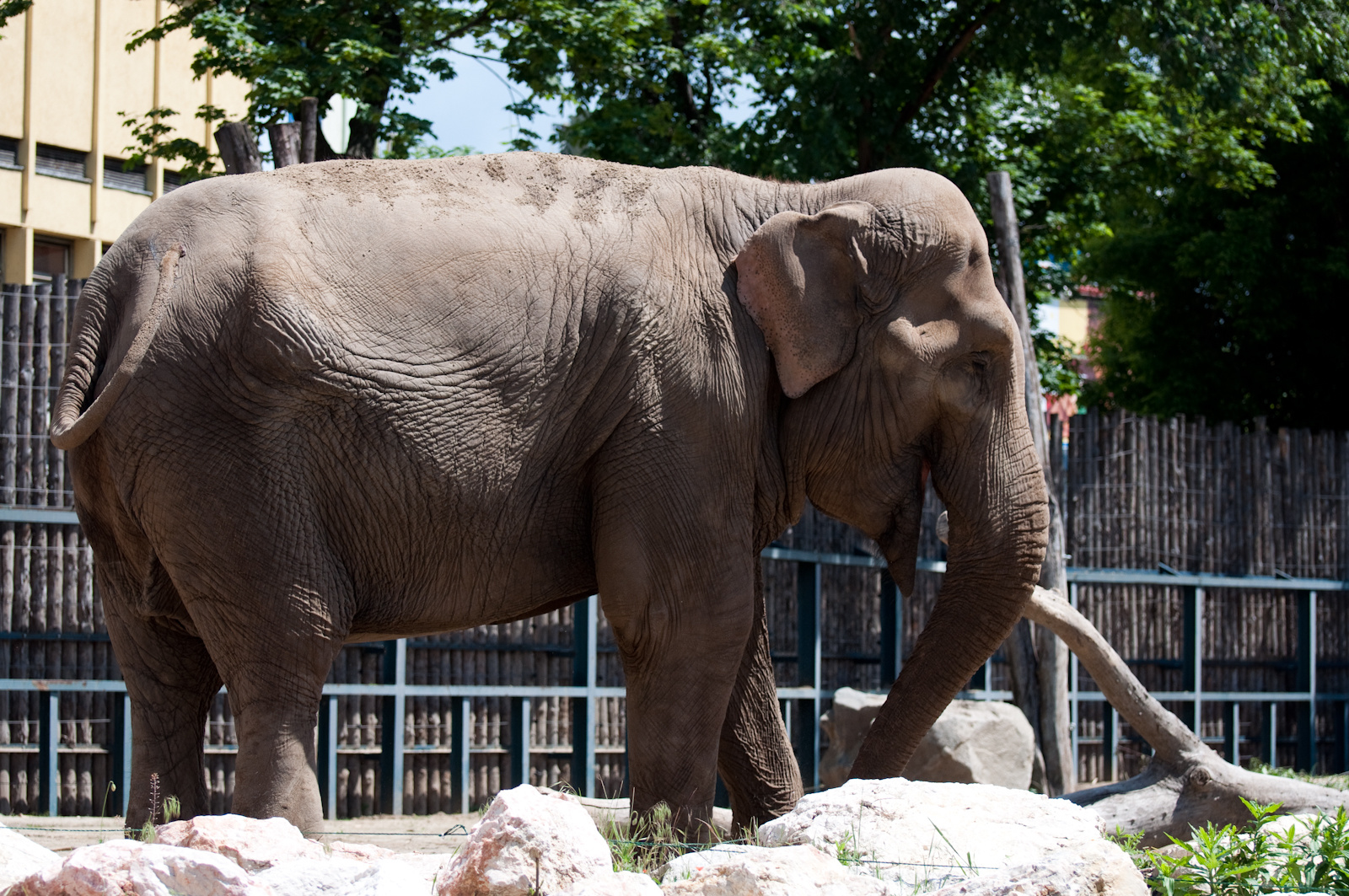 zoo2010-0033