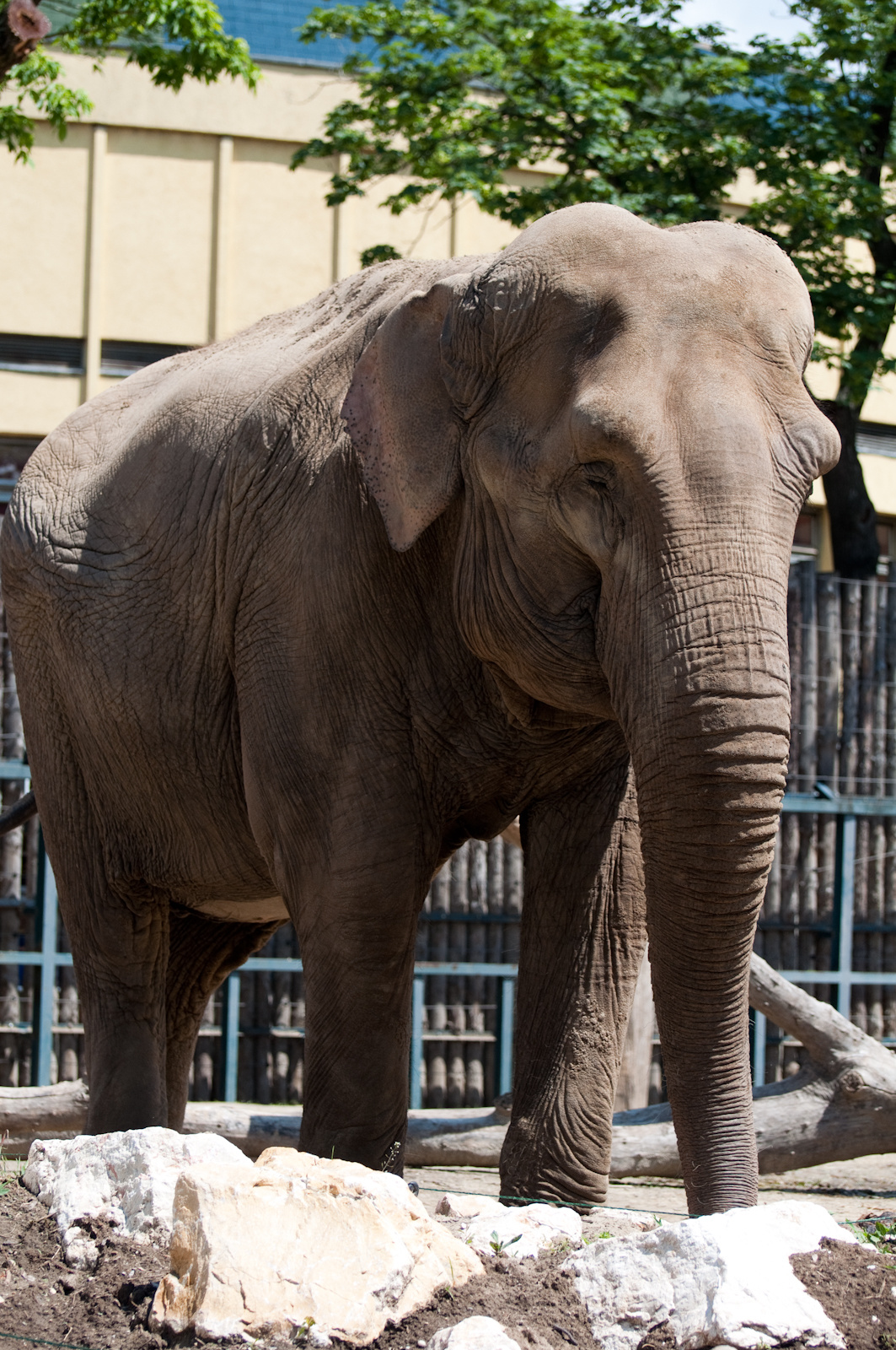 zoo2010-0035