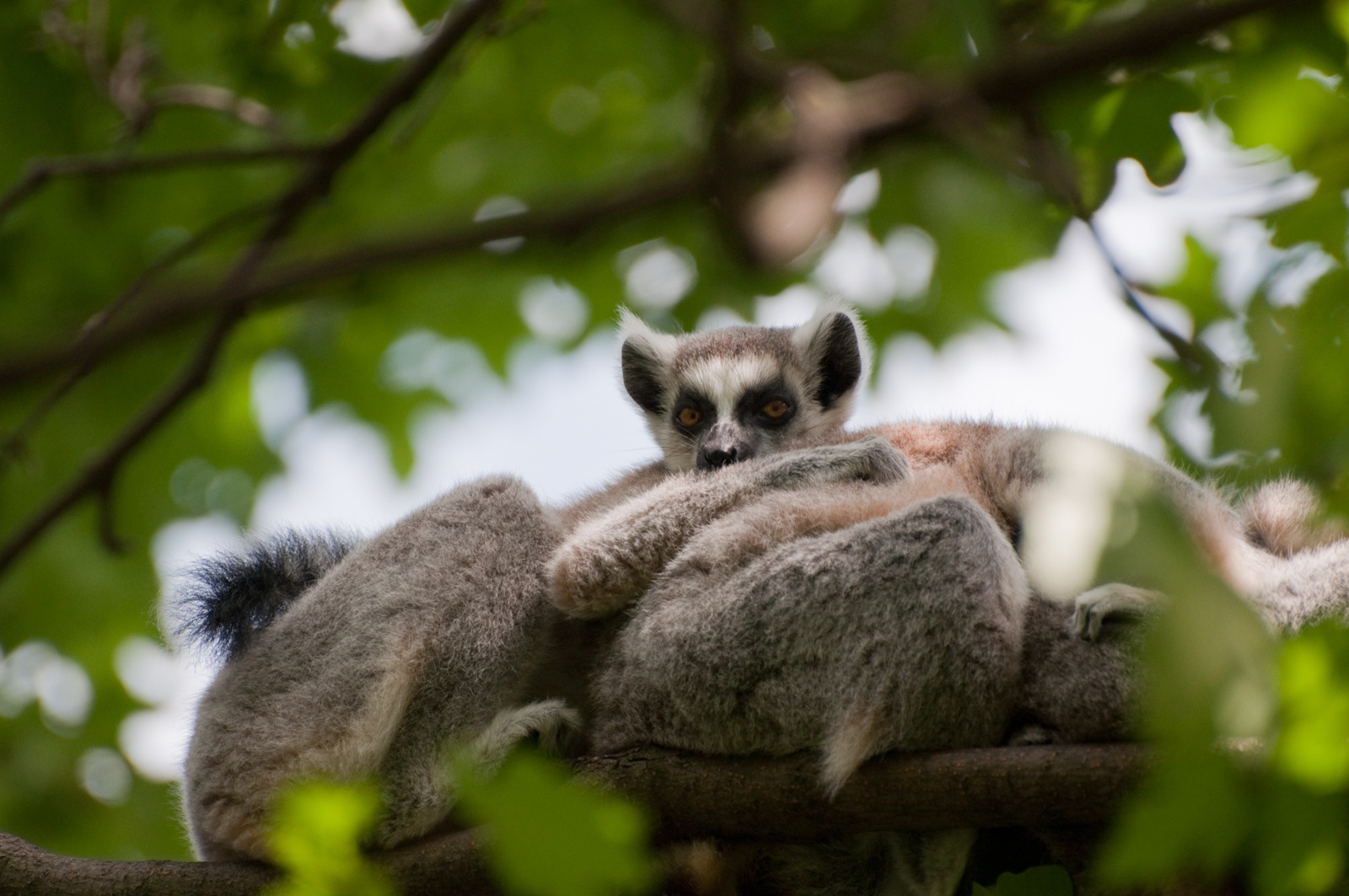 zoo2010-0211