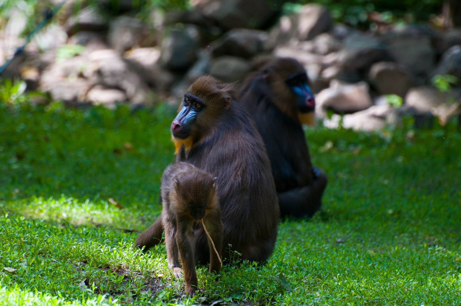 zoo2010-0220