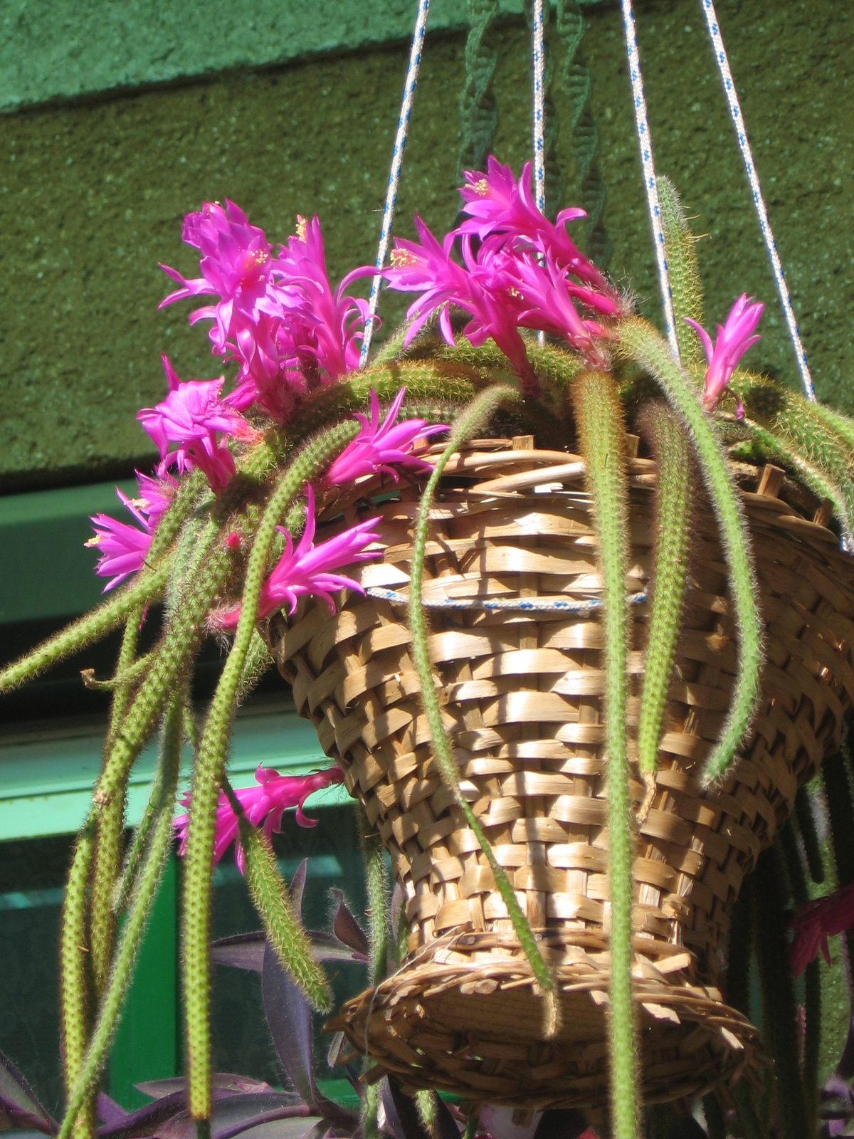 Korbács-kaktusz I