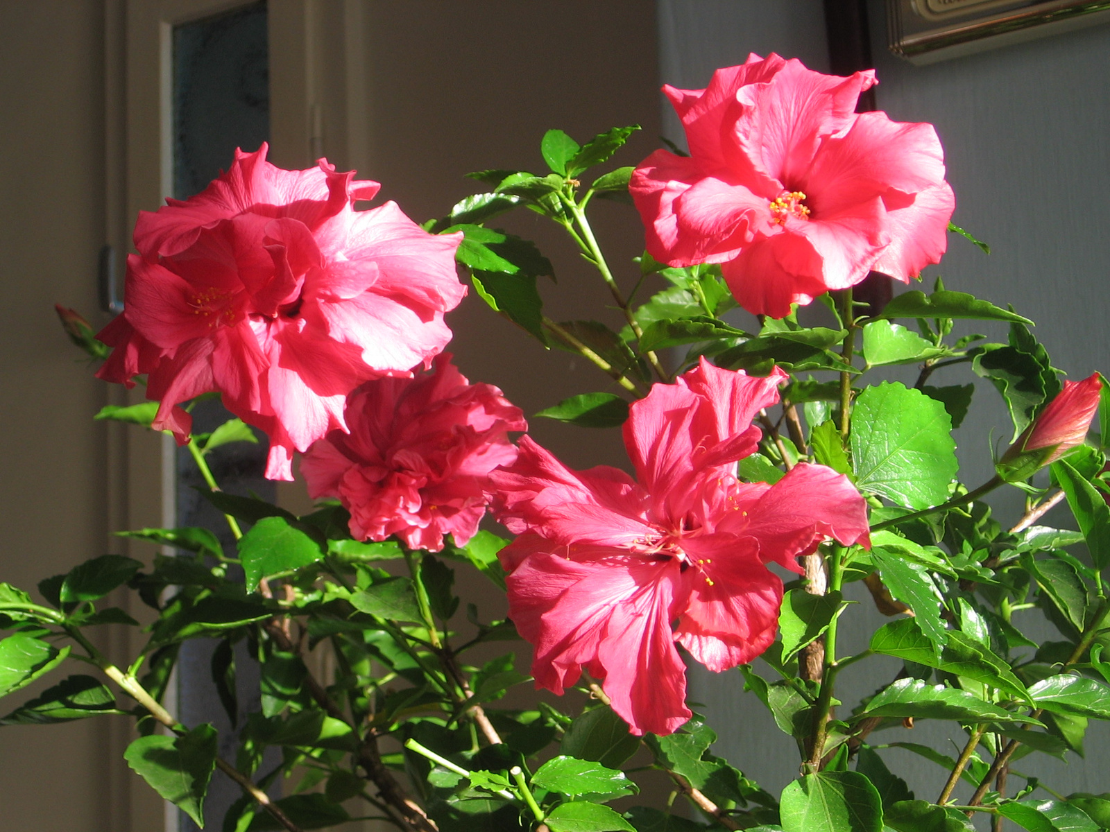 Hibiszkusz 2