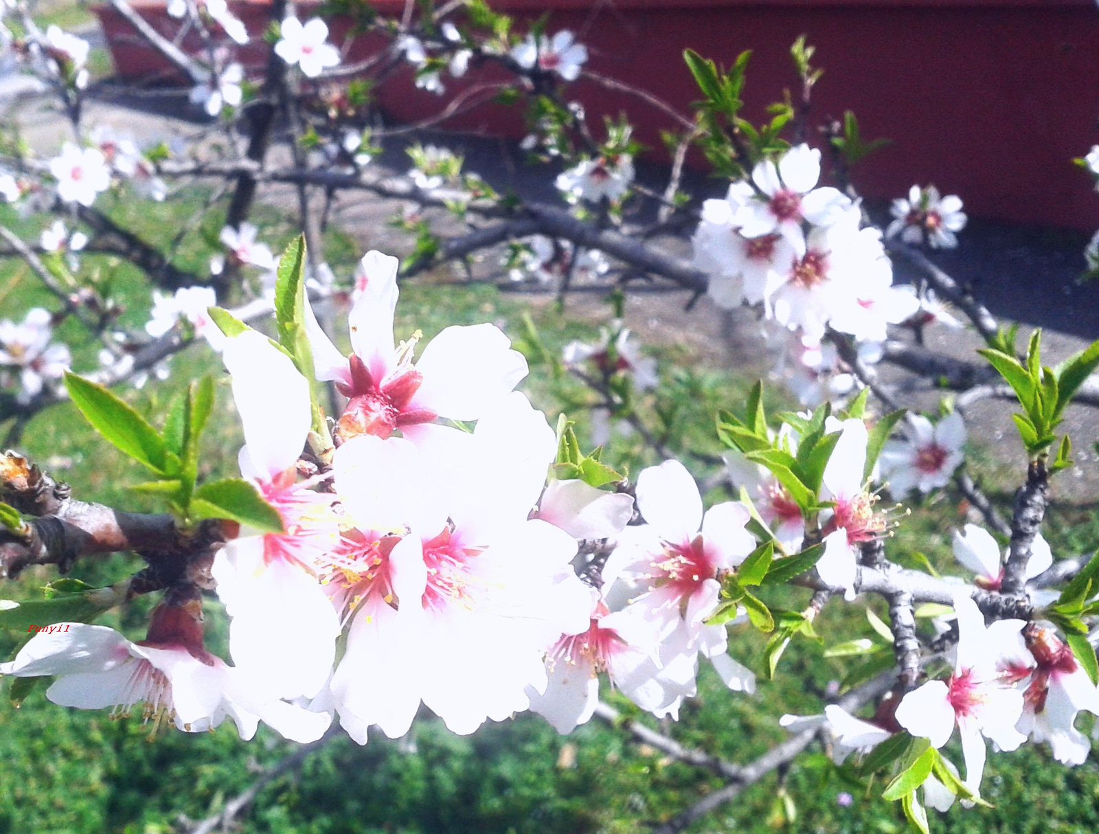 Mandulafa virág