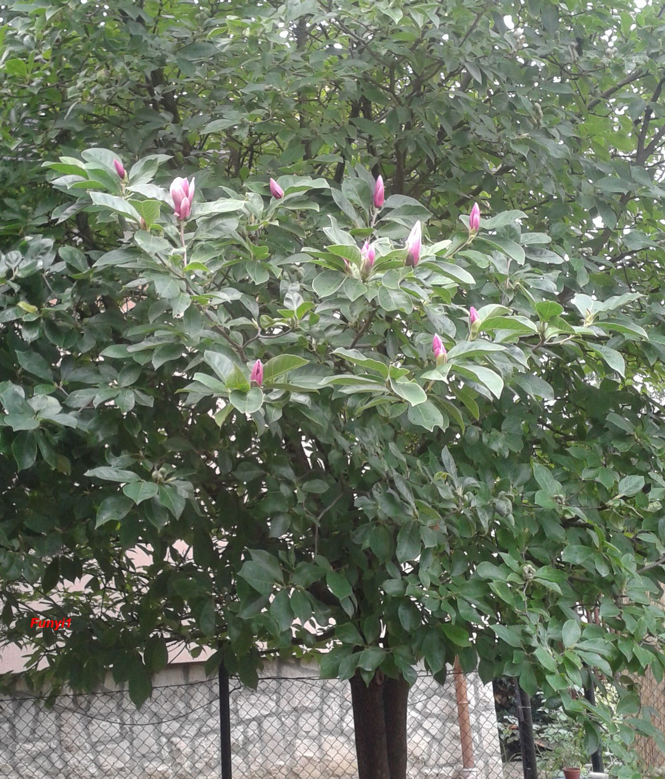 Magnolia másodvirágzása