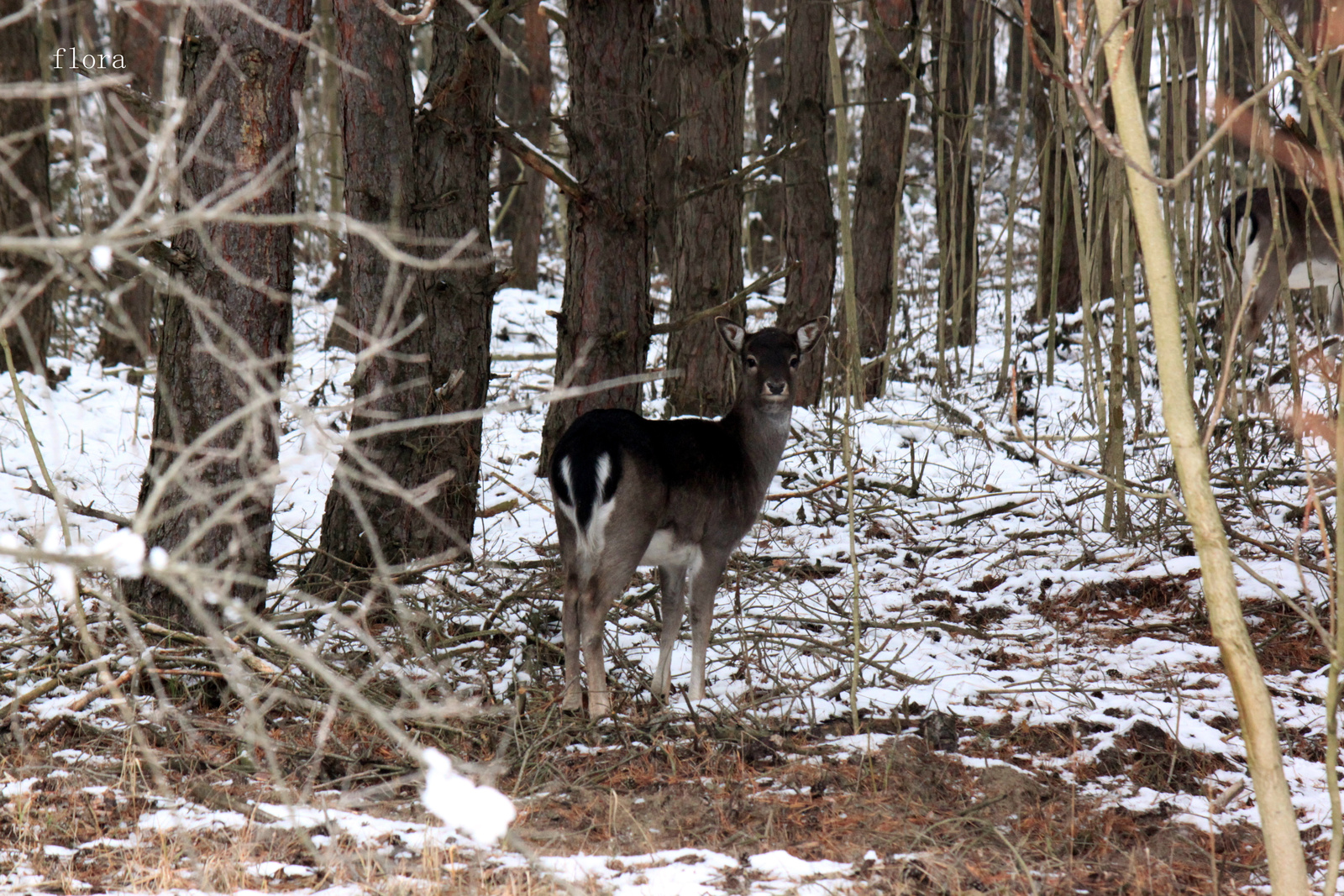 Bamba bambi