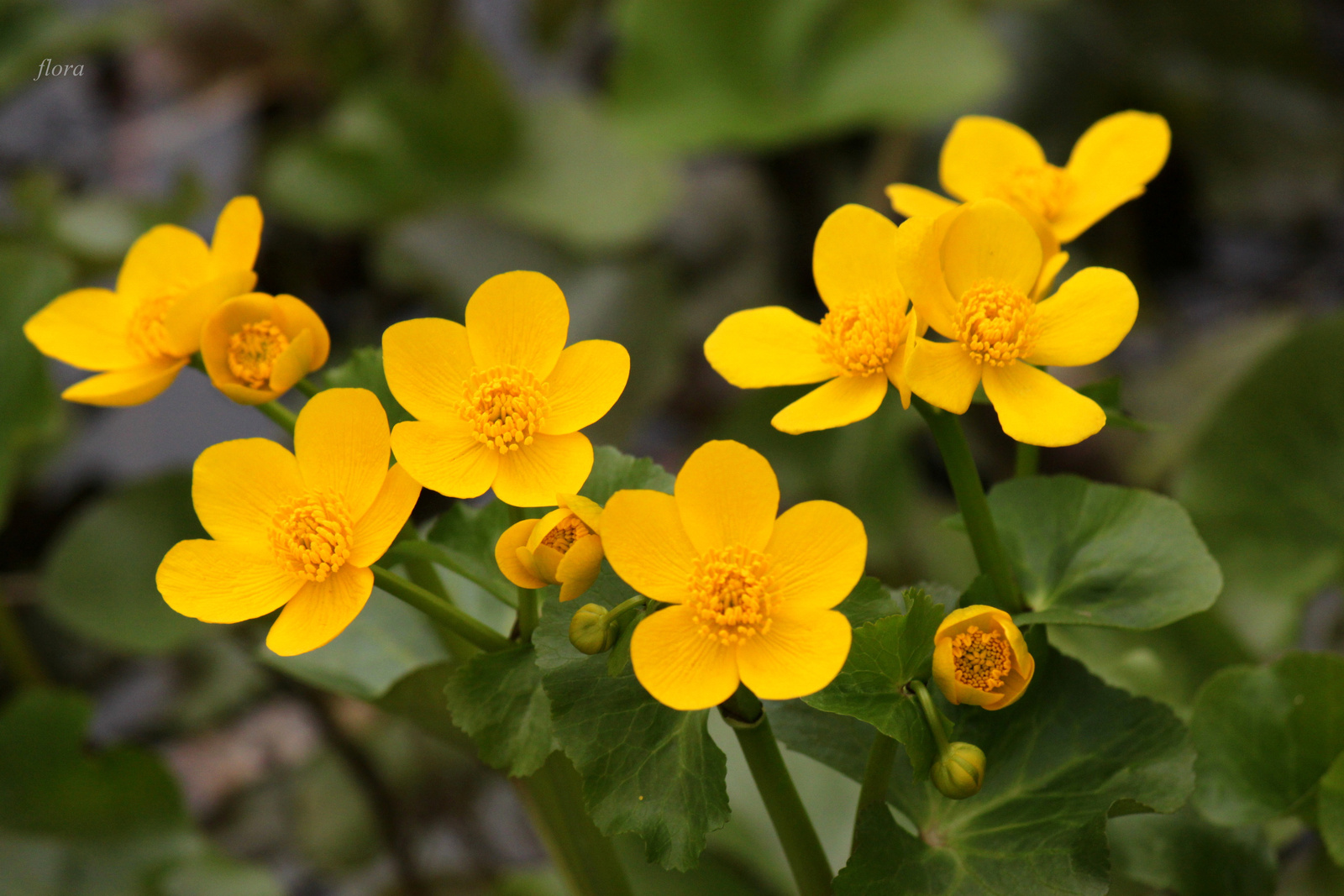 Caltha palustris