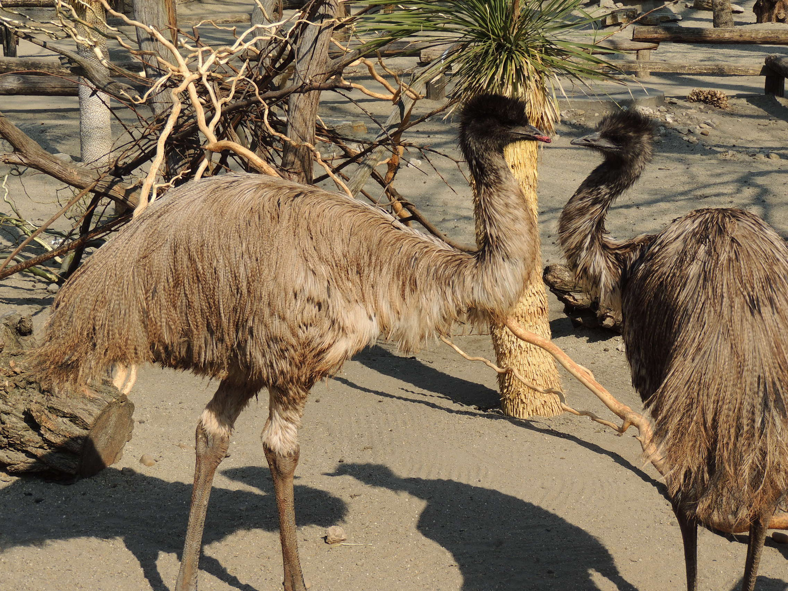 2015-03-24 115 Emu