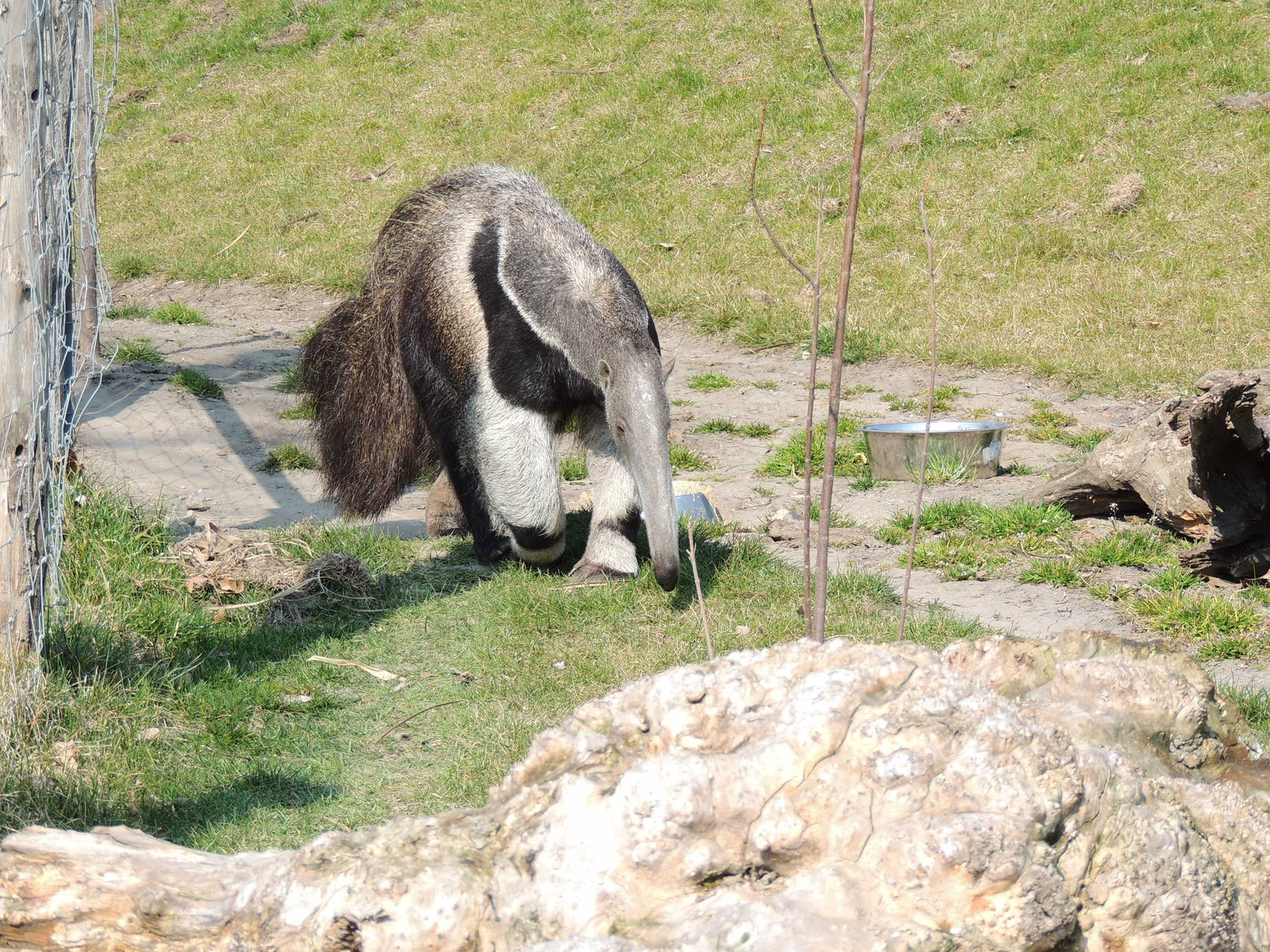 2015-03-24 182 Hangyász