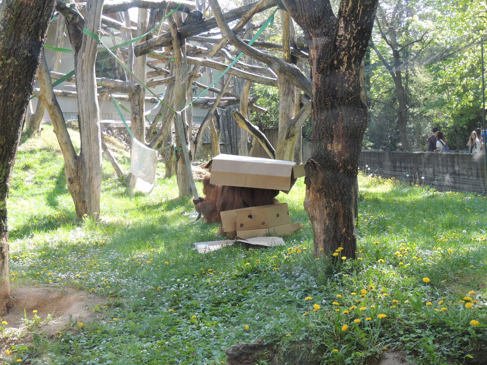 2015-04-23 122 Dobozoló orangutánok