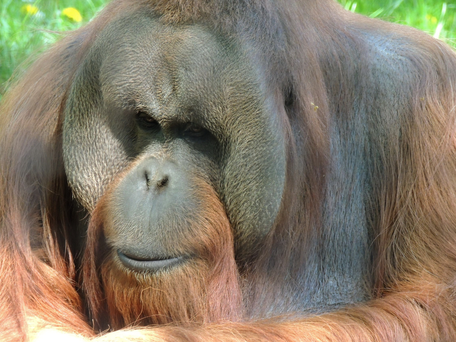 2015-04-23 142 Orangután