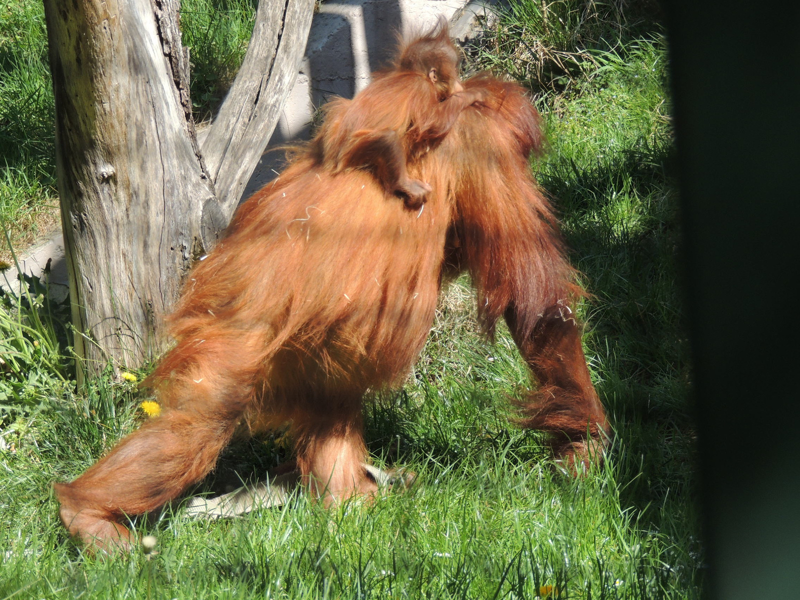 2015-04-23 149 Orangután bébi az anyjával