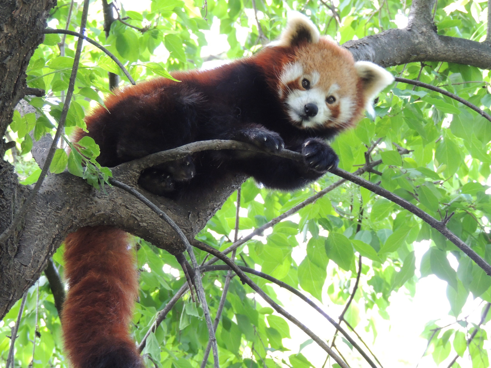 2015-05-08 070 Vörös panda (Macskamedve)