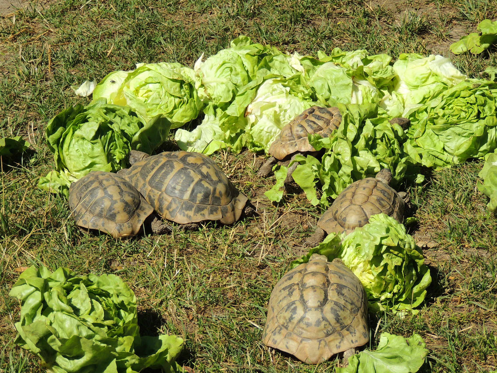 2015-06-18 052 Salátázók