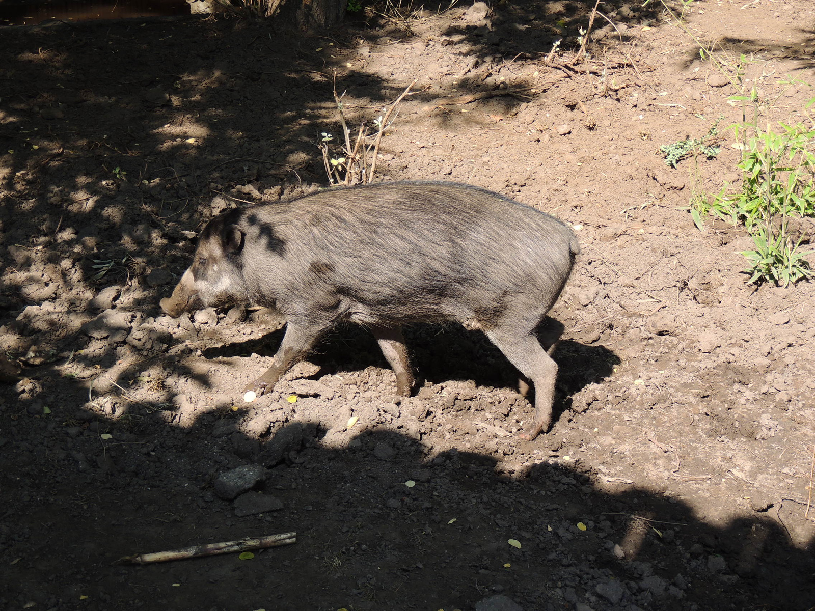 2015-09-02 219 Cebui disznó újdonság az Állatkertben