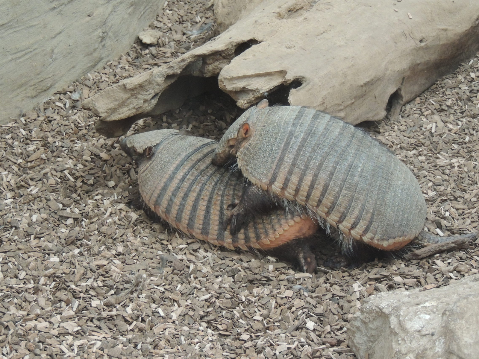 2015-10-13 151 Sörtés Armadilló