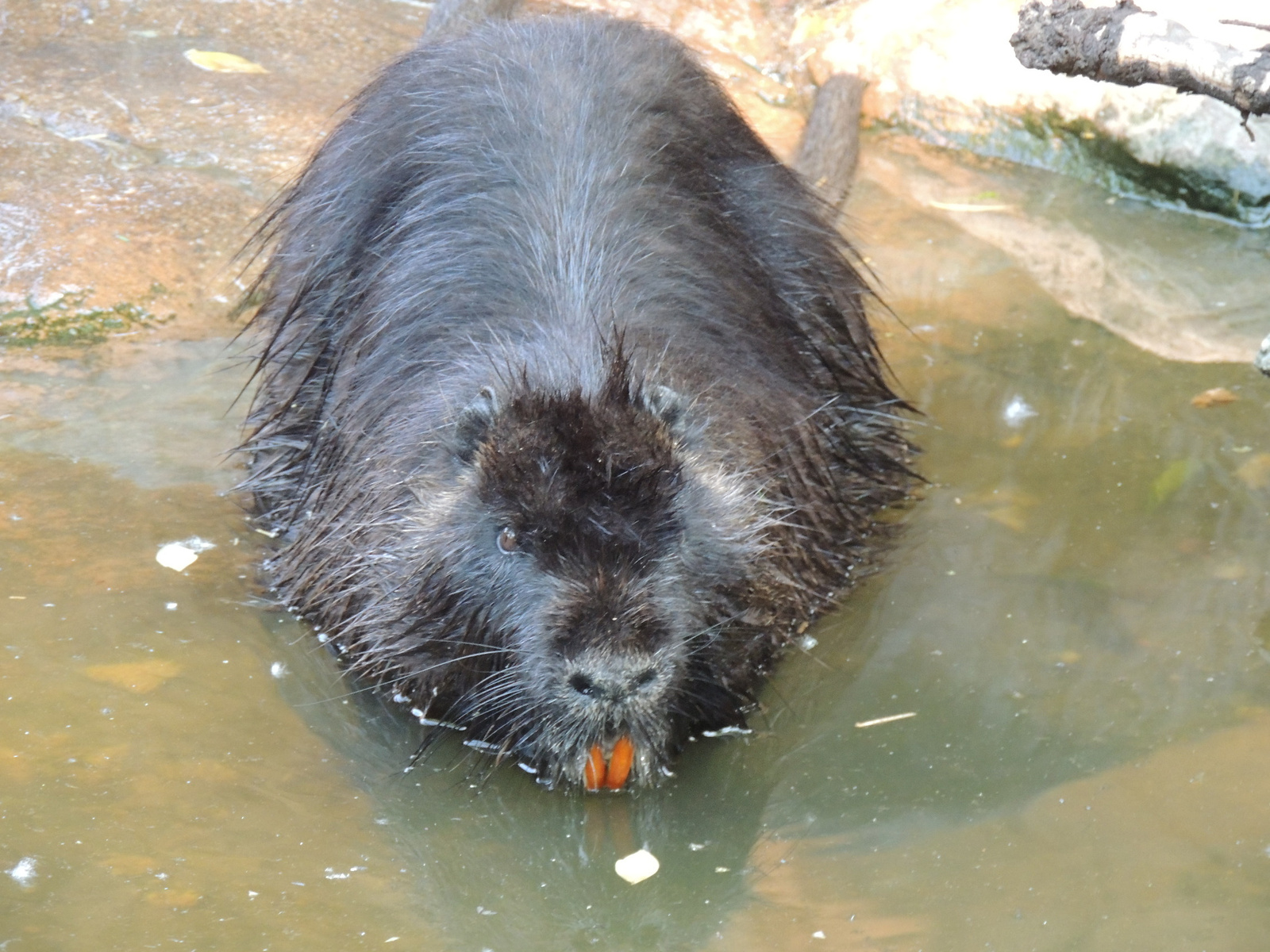 2016-05-09 001 112 Nutria