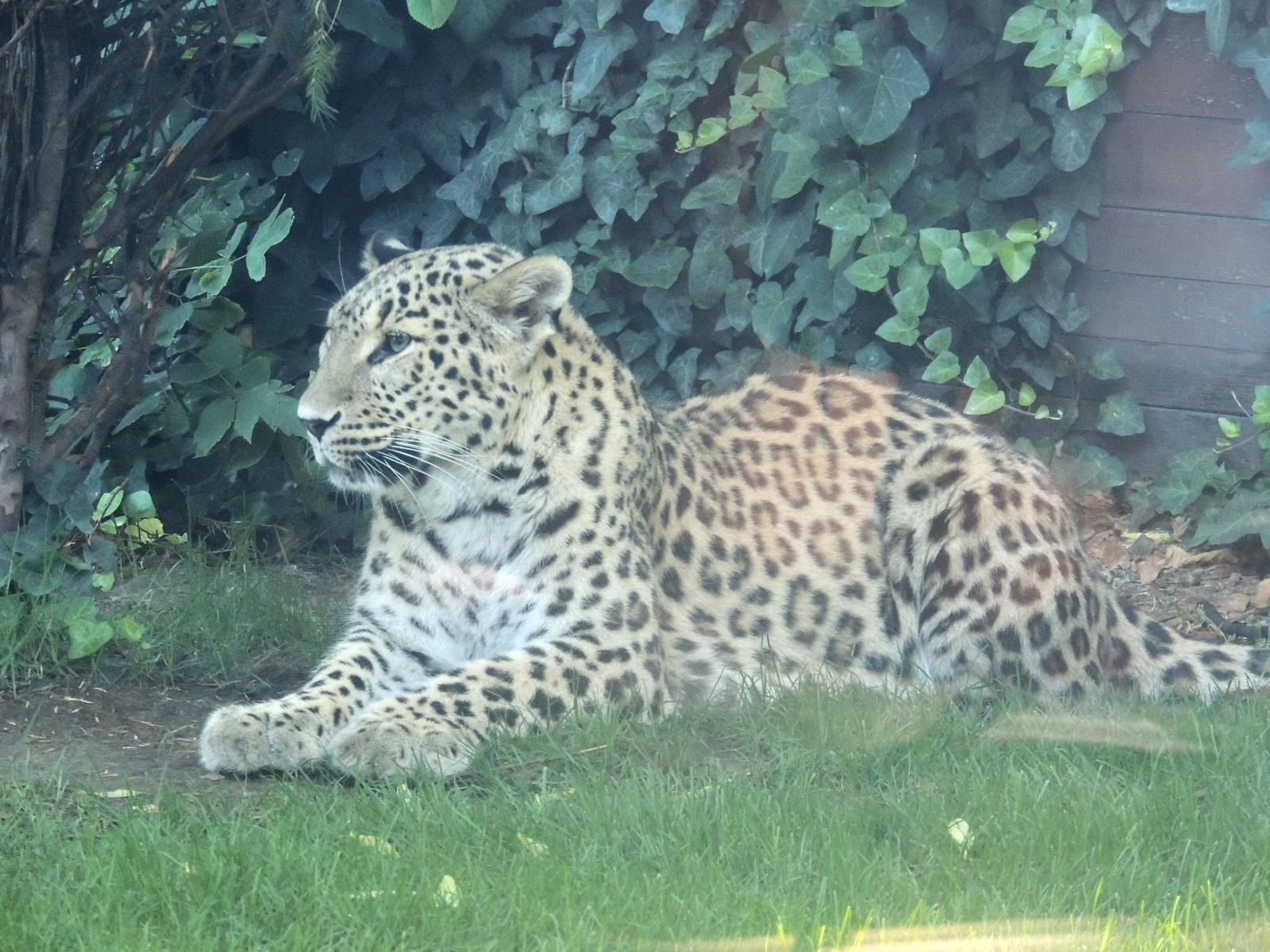 2016-07-04 051a Fehér leopárd